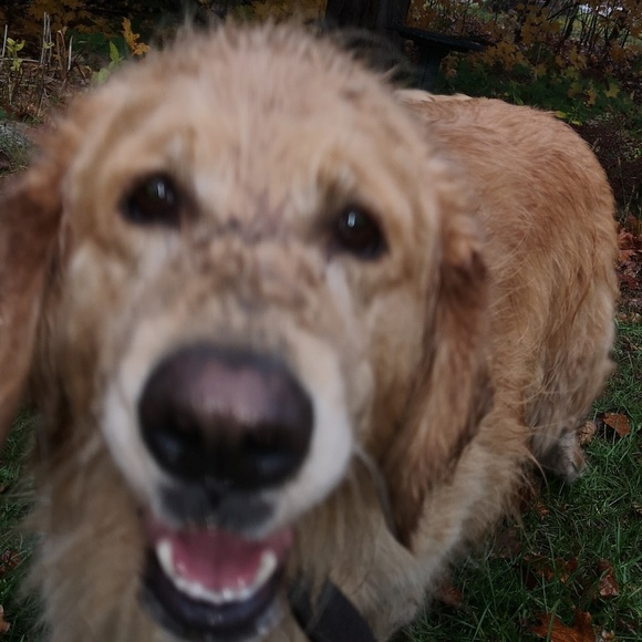 Meet your Posher, Rachel - Picture 1 of 1